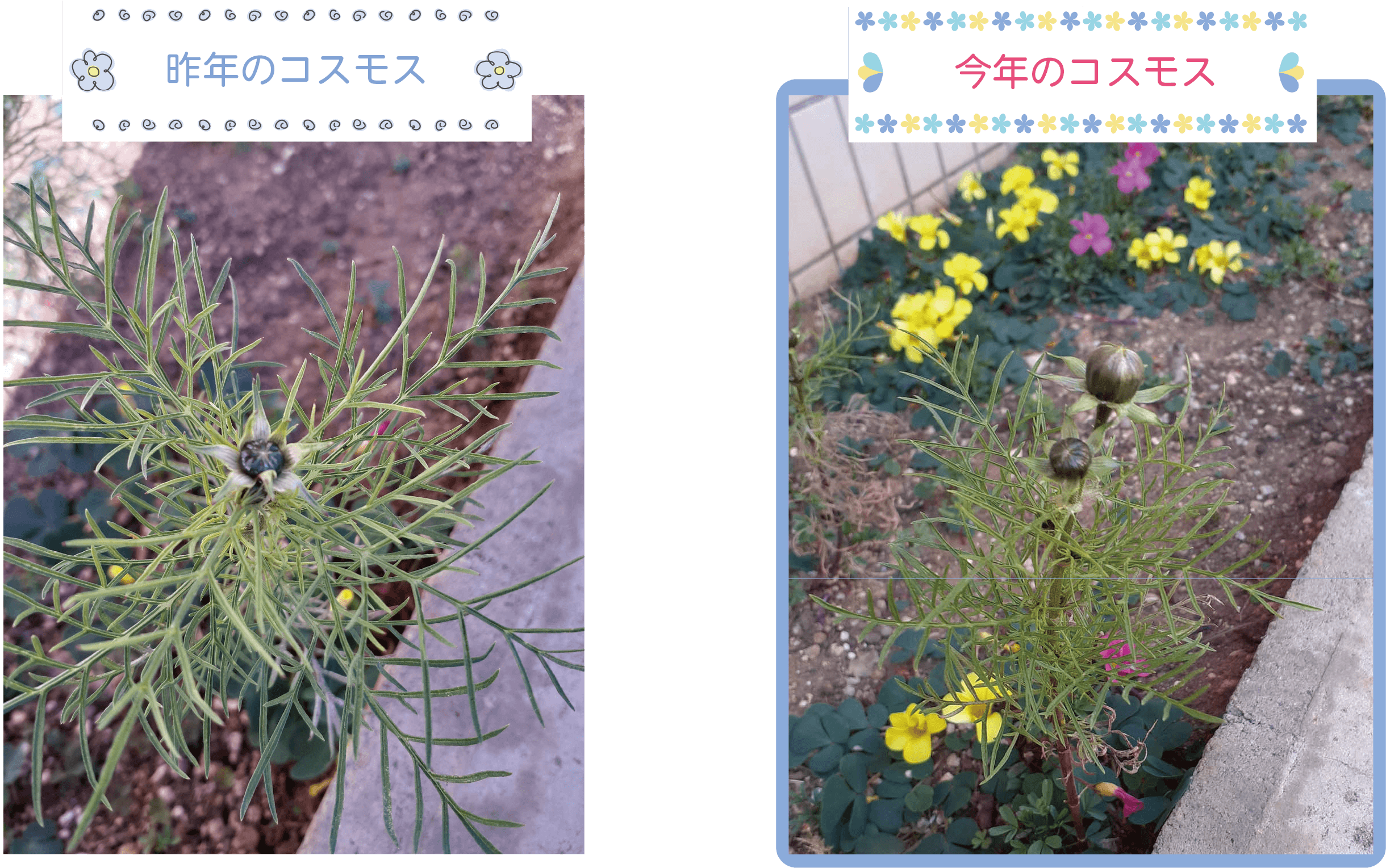 訪問看護江戸川のコスモスのその後…