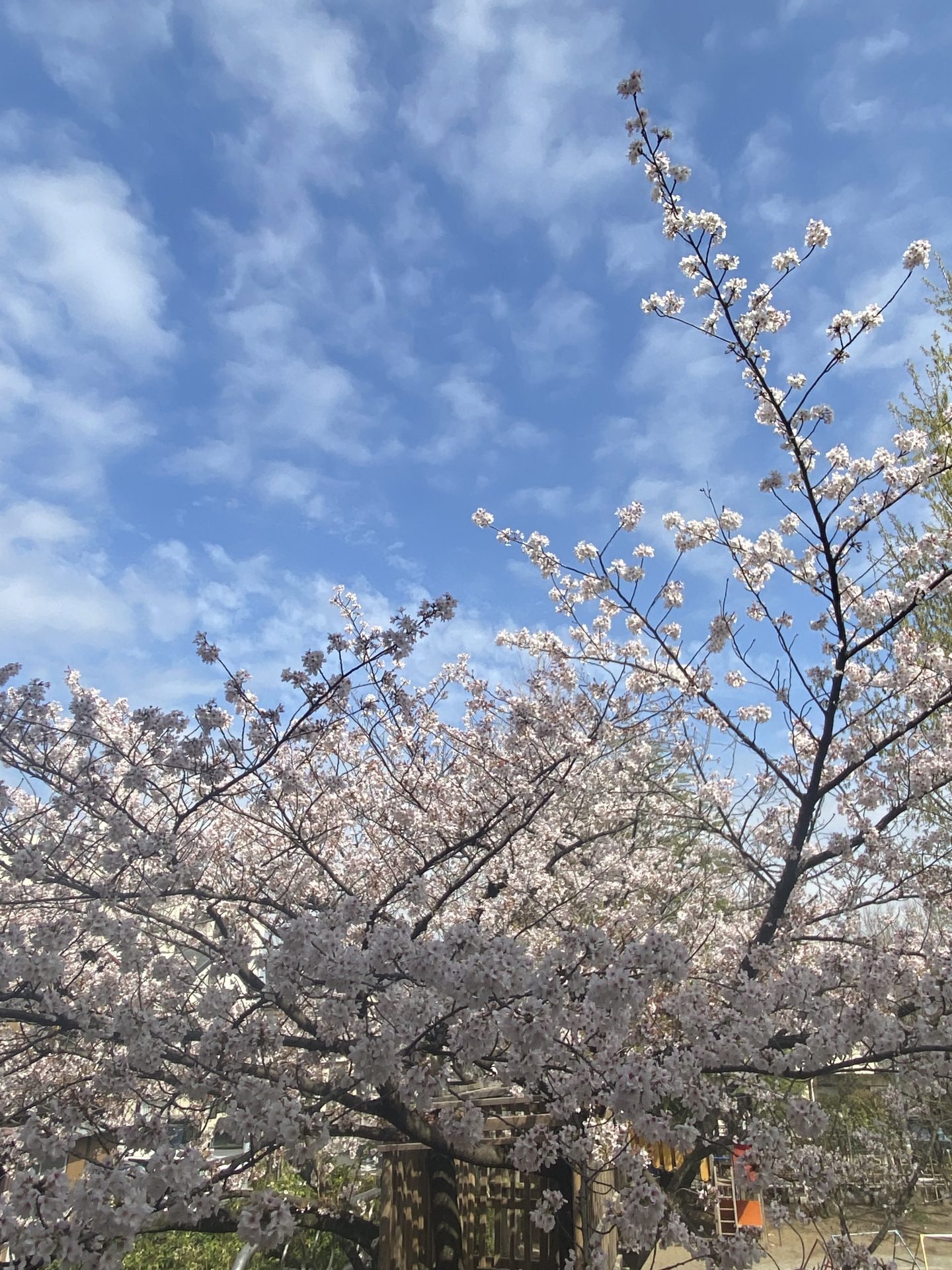 今年も最高の桜です